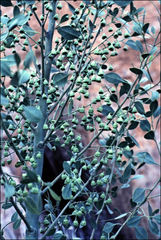 Codonocarpus cotinifolius