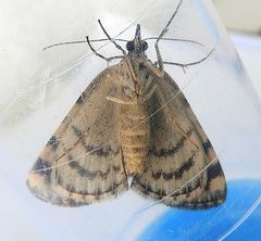 Hydriomena morosata