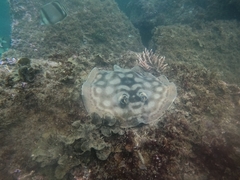 Urobatis concentricus