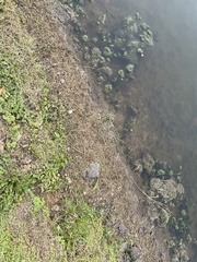 Micranthemum umbrosum