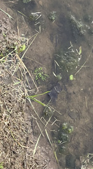 Micranthemum umbrosum