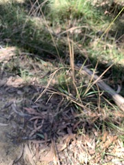 Cymbopogon refractus