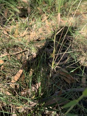 Cymbopogon refractus