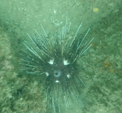 Astropyga pulvinata