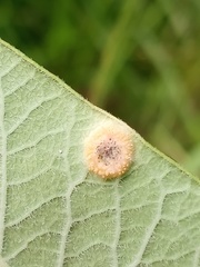 Puccinia smilacis