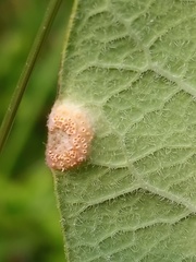 Puccinia smilacis