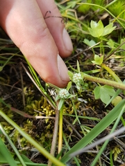 Psilocarphus elatior