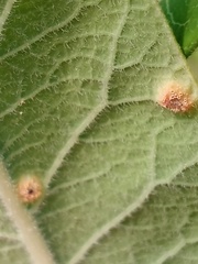 Puccinia smilacis