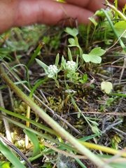 Psilocarphus elatior