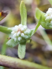 Psilocarphus elatior