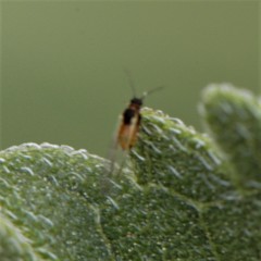 Rhopalosiphina