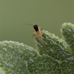 Rhopalosiphina