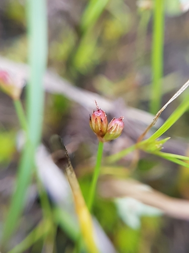 Image of Juncus kelloggii by (c) Chris Fluit, some rights reserved (CC BY)