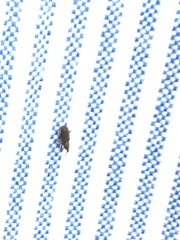 Dryophthorus americanus