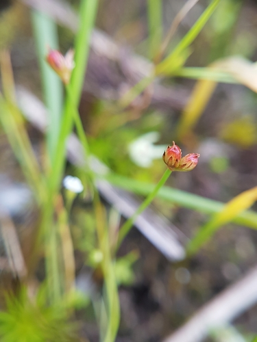 Image of Juncus kelloggii by (c) Chris Fluit, some rights reserved (CC BY)
