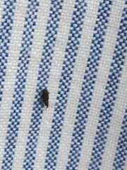 Dryophthorus americanus