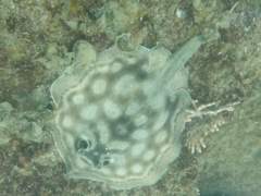 Urobatis concentricus