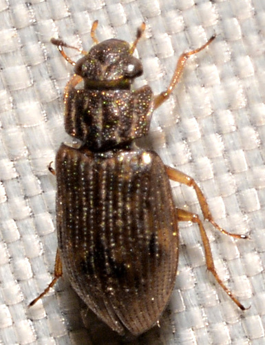Helophorus