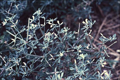 Lotus cruentus
