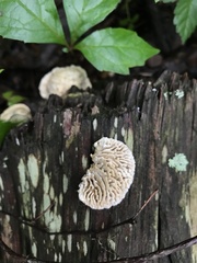 Subantrodia juniperina