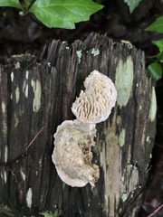 Subantrodia juniperina