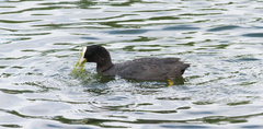 Fulica atra