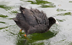 Fulica atra