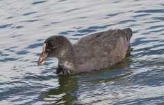 Fulica atra