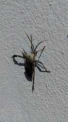 Acanthocephala alata