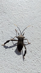 Acanthocephala alata