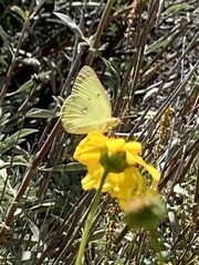 Colias harfordii