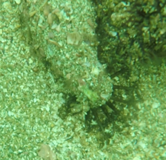 Holothuria inornata