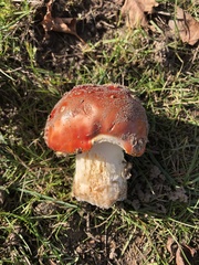 Amanita muscaria muscaria