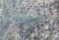 Canthigaster punctatissima