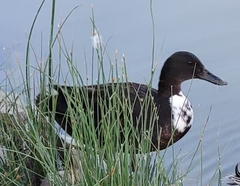 Anas platyrhynchos domesticus