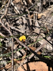 Bossiaea heterophylla