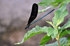 Atrocalopteryx atrata
