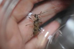 Brothylus gemmulatus