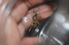 Brothylus gemmulatus