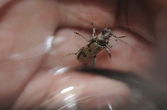 Brothylus gemmulatus