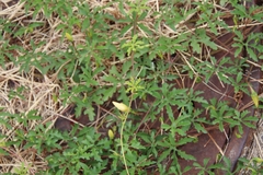 Distimake dissectus dissectus