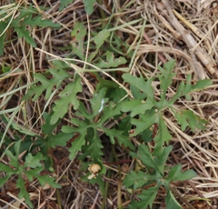 Distimake dissectus dissectus