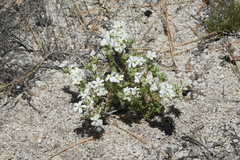 Leptosiphon melingii