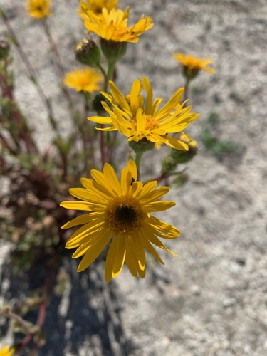 Image of Hulsea mexicana by no rights reserved