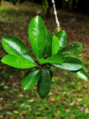 Garcinia multiflora