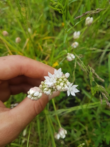 Narrowleaf onion (Allium amplectens)