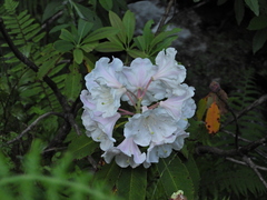 Rhododendron decorum