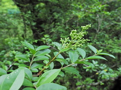 Malus rockii