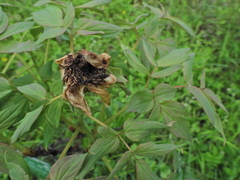 Paeonia suffruticosa