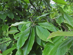 Photinia glomerata
